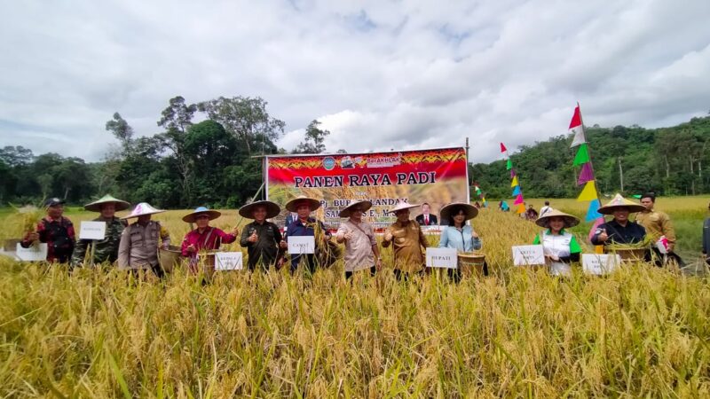 Samuel Hadiri Penen Padi Perdana Poktan Sumber Harapan di Desa Serimbu