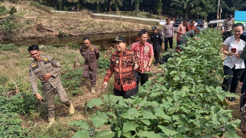 Samuel Ikut Panen Sayur Gapoktan Tuah Engkadu