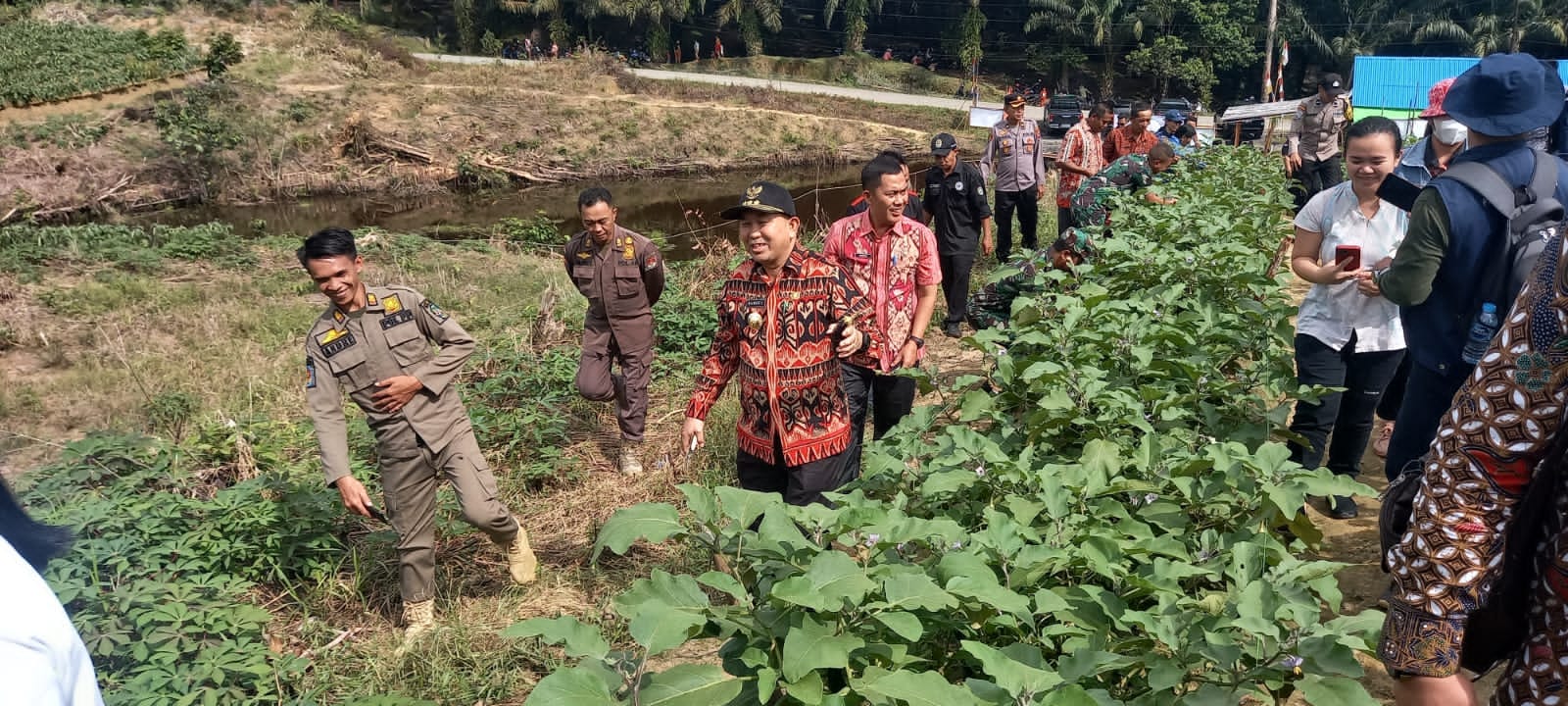 Samuel Ikut Panen Sayur Gapoktan Tuah Engkadu