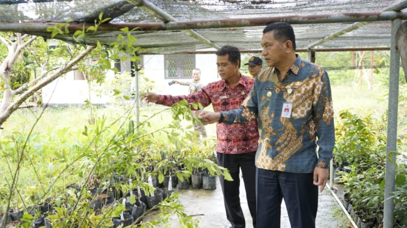 Gutmen Tinjau UPTD Balai Benih Hortikultura dan PBAT Jelimpo