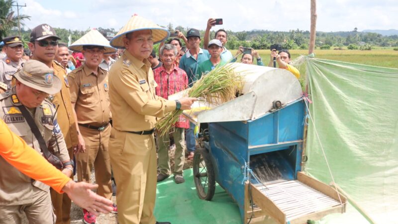 Gutmen Melaksanakan Panen Raya Padi di Desa Nangka