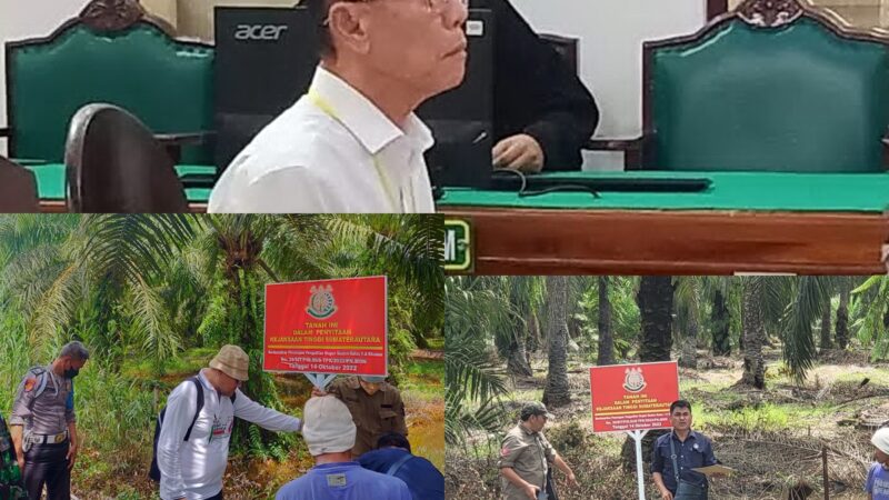 Vonis 10 Tahun dan UP 797 M, Akuang Tak Ditahan Hakim, Koperasi STM Diduga Masih Panen Sawit di Hutan Negara, Kastel Langkat,  Dititip ke BKSDA