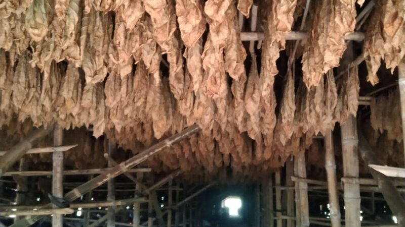 PTPN Cadangkan 500 Hektare Lahan untuk Hidupkan Kembali Kejayaan Tembakau Del