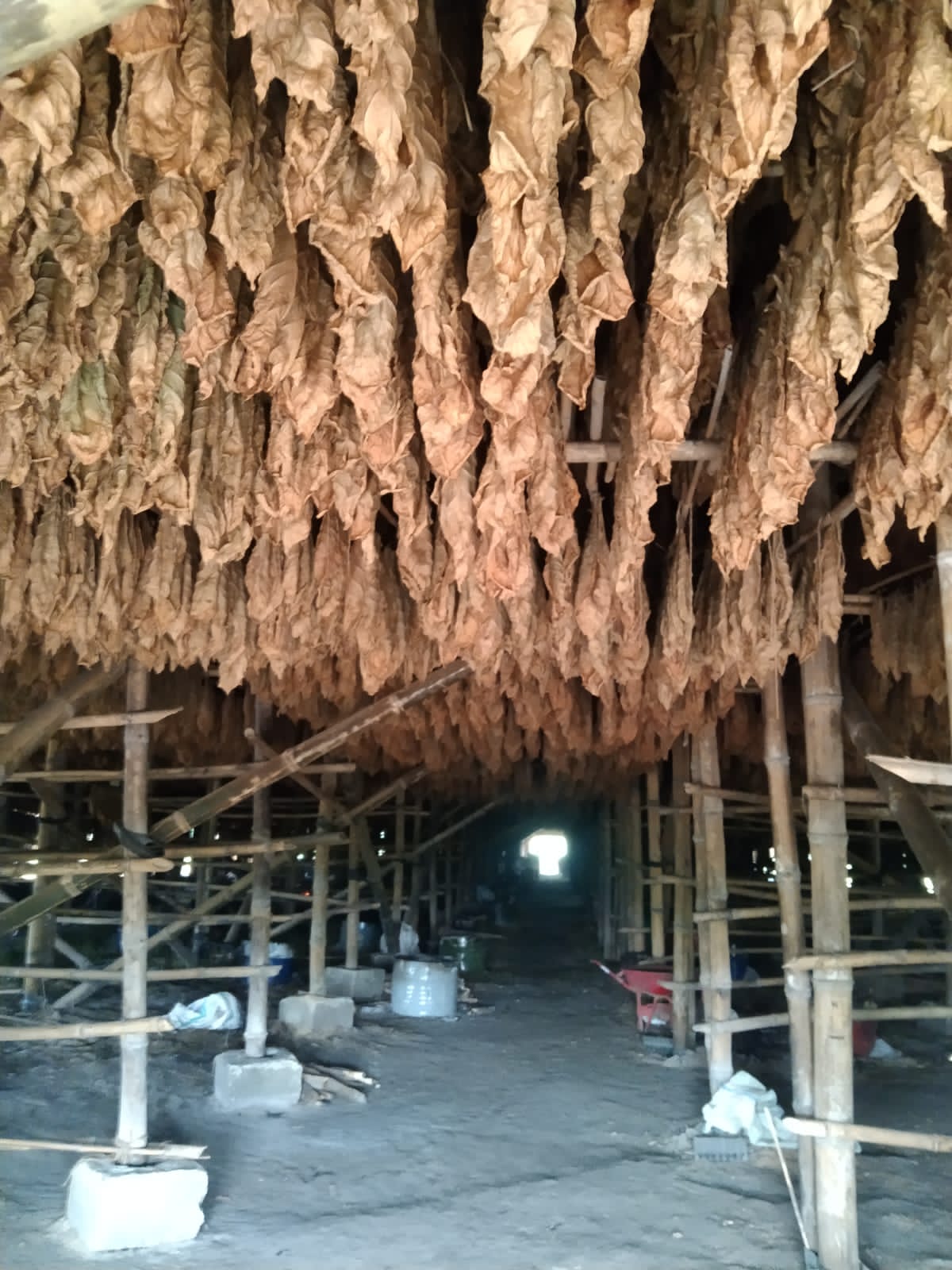 PTPN Cadangkan 500 Hektare Lahan untuk Hidupkan Kembali Kejayaan Tembakau Del