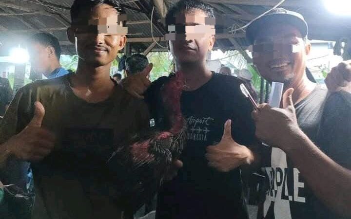Warga Geram! Polsek Kutalimbaru Dinilai Mandul Berantas Sabung Ayam, Kapolrestabes Diminta Turun Tangan