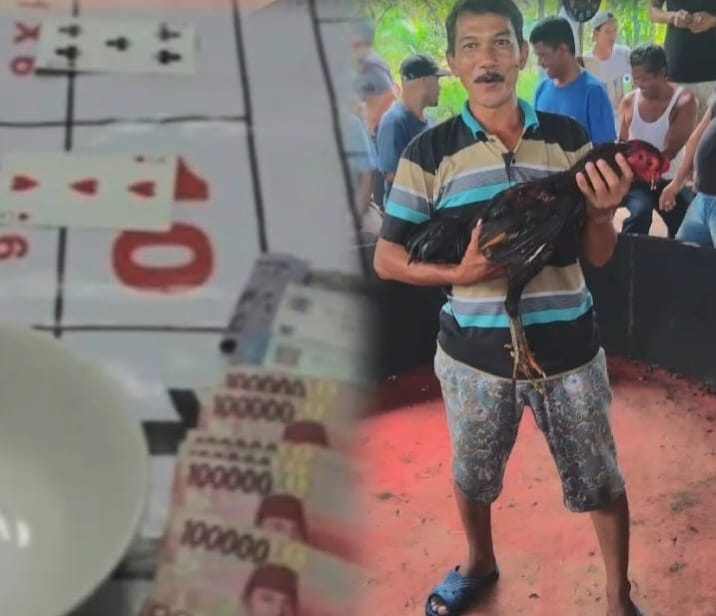 Judi Dadu & Sabung Ayam milik “Cabak” yang berada di Kelurahan Limau Sundai, Kec. Binjai Barat, Kota Binjai Kebal Hukum