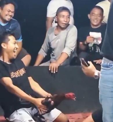 Menantang Aparat: Diklaim Tutup, Sindikat Sabung Ayam ‘Edy’ di Kutalimbaru Terang-terangan Gelar “Event Besar” Besok