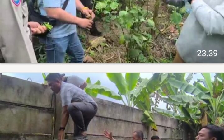 Sat Res Narkoba Polresta Deli Serdang Bersama Polsek Tanjung Morawa Ungkap Kasus Ganja, 40 Batang Tanaman Diamankan