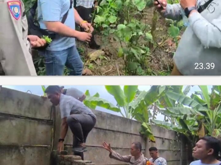 Sat Res Narkoba Polresta Deli Serdang Bersama Polsek Tanjung Morawa Ungkap Kasus Ganja, 40 Batang Tanaman Diamankan