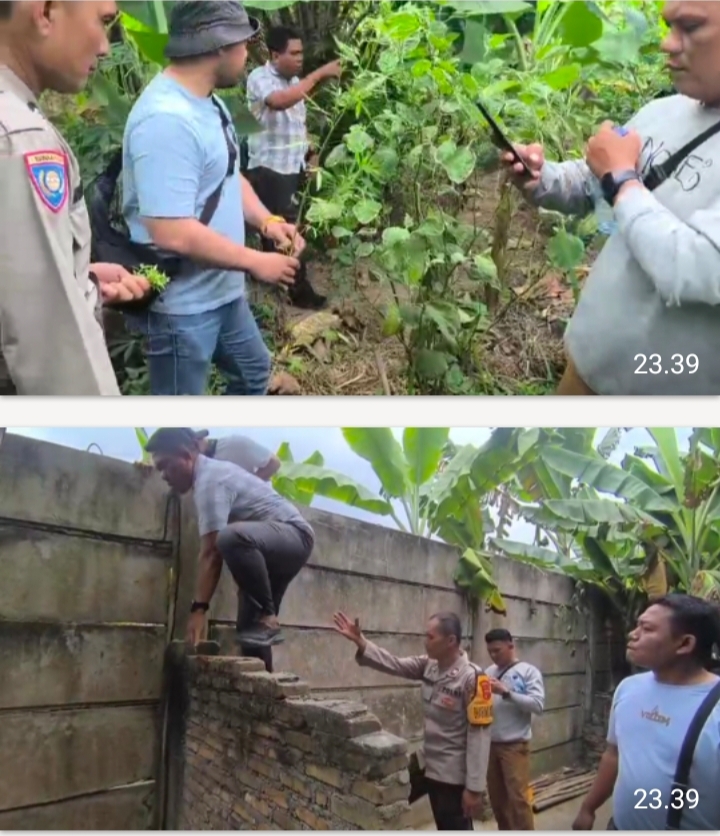 Sat Res Narkoba Polresta Deli Serdang Bersama Polsek Tanjung Morawa Ungkap Kasus Ganja, 40 Batang Tanaman Diamankan
