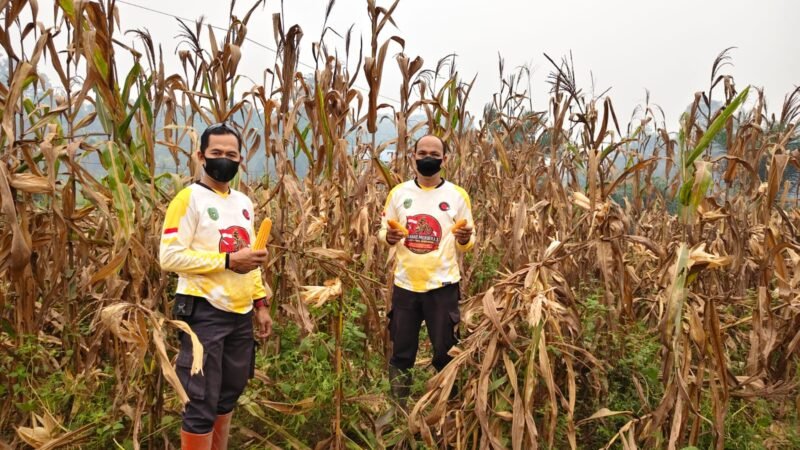 Panen Jagung di Kelampai Setolo, Polsek Meranti Dorong Ketahanan Pangan dan Produktivitas Petani