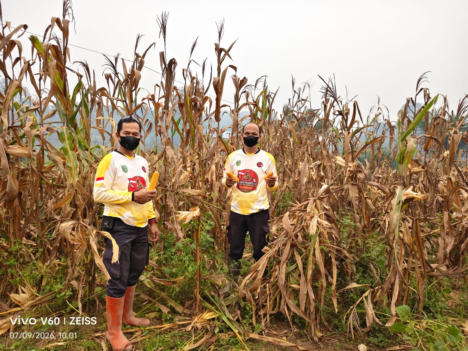 Panen Jagung di Kelampai Setolo, Polsek Meranti Dorong Ketahanan Pangan dan Produktivitas Petani