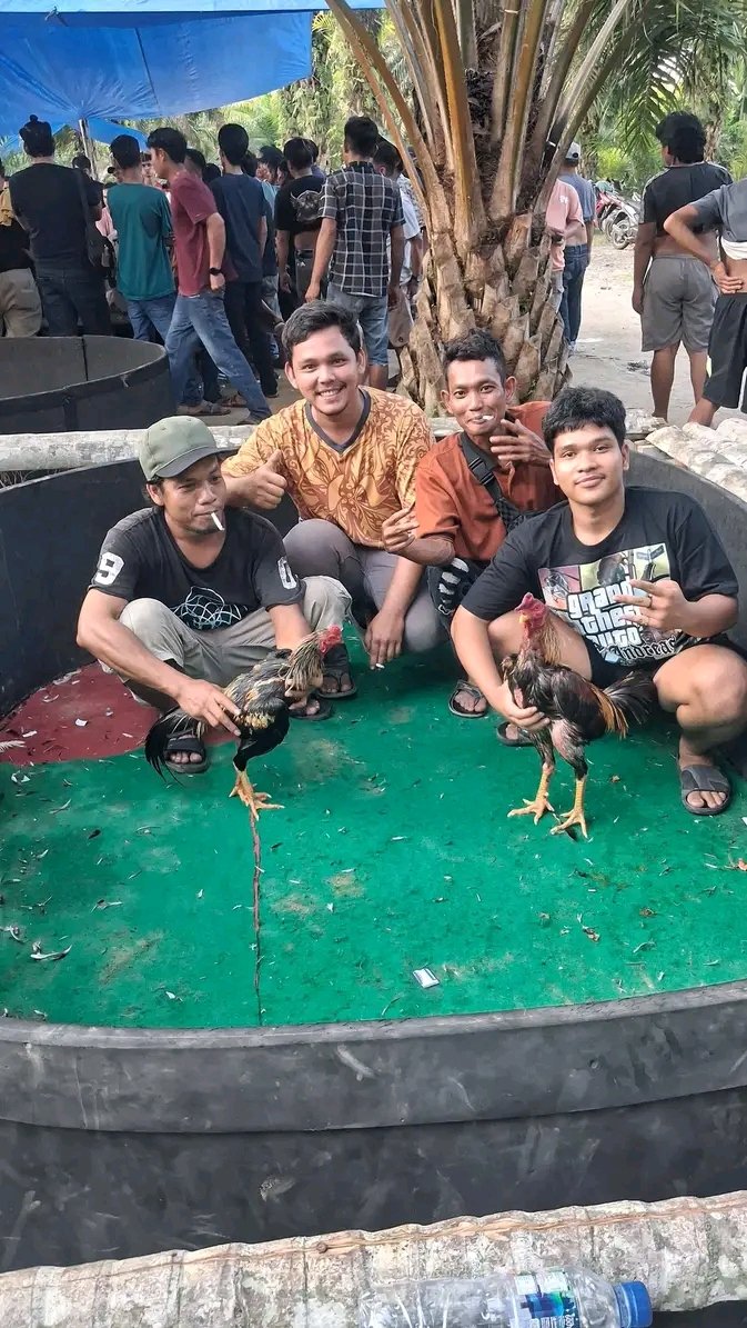 Menakar Ketegasan Polrestabes Medan: Dugaan Judi Dadu & Sabung Ayam ‘Edy alias Sembiring’ dan Alih Fungsi Lahan Eks-Perkebunan Menanti Penindakan