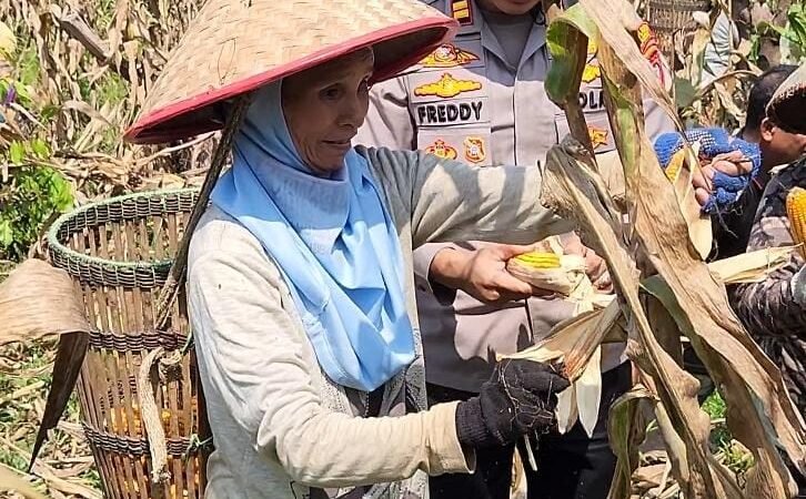 Di Tengah Penanganan Karhutla, Kapolsek Mempawah Hulu Kawal Panen Jagung