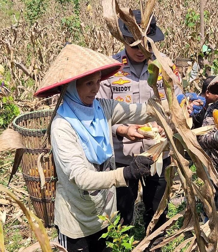 Di Tengah Penanganan Karhutla, Kapolsek Mempawah Hulu Kawal Panen Jagung