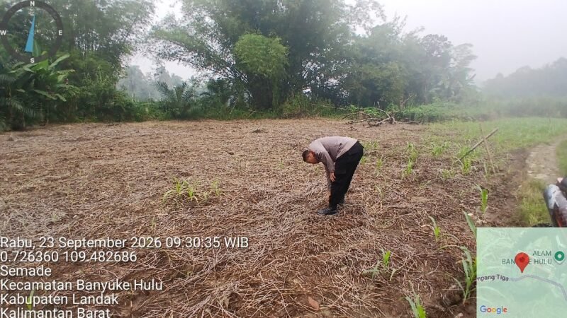 Bintara Pengerak Ketahanan Pangan Desa Samade Lakukan Pendampingan dan Pengecekan Tanaman Jagung Milik Warga