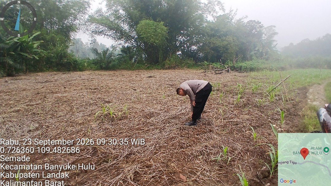 Bintara Pengerak Ketahanan Pangan Desa Samade Lakukan Pendampingan dan Pengecekan Tanaman Jagung Milik Warga