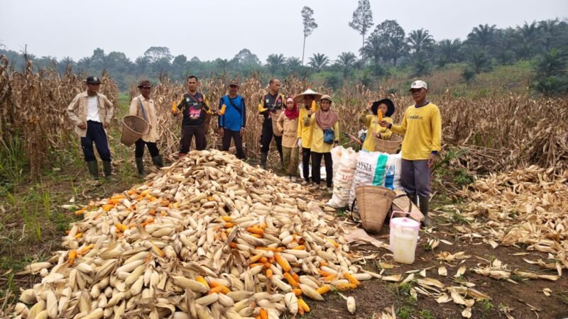 “Panen Jagung di Meranti Tembus 5 Ton, Polsek Dorong Petani Terus Produktif”