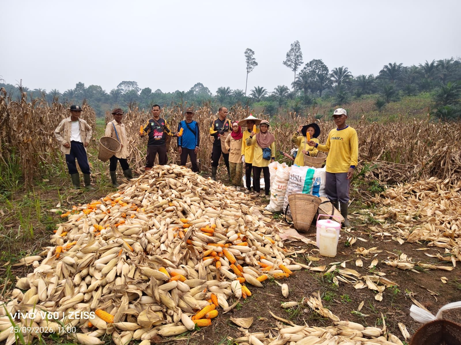 “Panen Jagung di Meranti Tembus 5 Ton, Polsek Dorong Petani Terus Produktif”