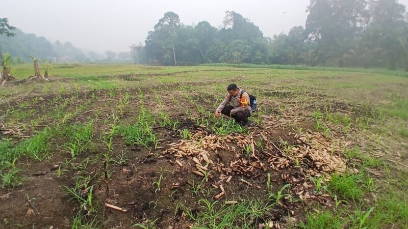 Bhabinkamtibmas Polsek Menyuke Lakukan Pengecekan Tanaman Jagung Serentak Kuartal II Ta 2026