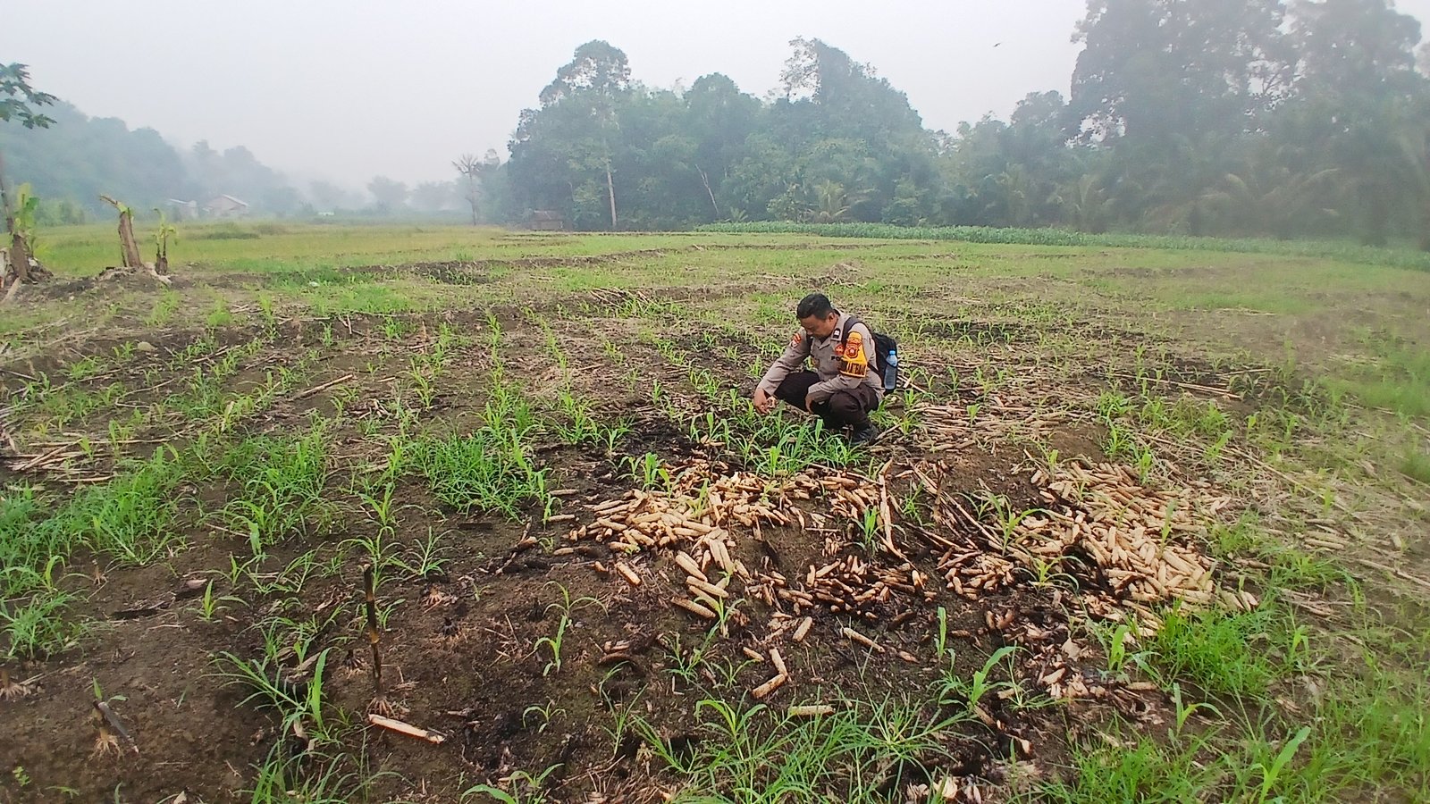 Bhabinkamtibmas Polsek Menyuke Lakukan Pengecekan Tanaman Jagung Serentak Kuartal II Ta 2026