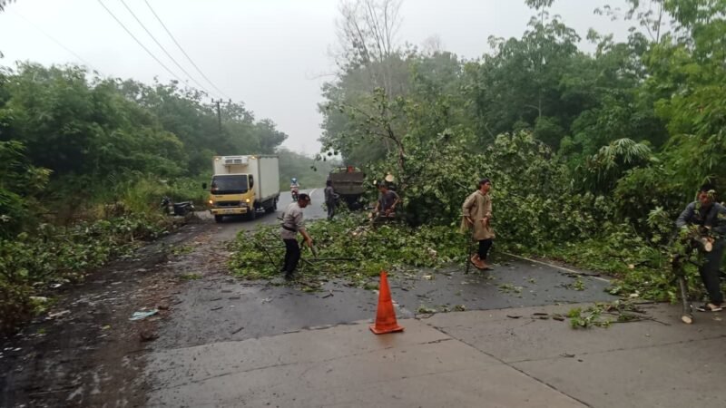 Dampak Hujan Deras Yang Melanda Kota Lubuk Linggau, Sebatang Pohon Tumbang dan Menghalangi Arus Lalu lintas